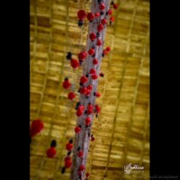 installation sculpture Centre d'art les 3 Cha
2018 Installation pour une exposition au jardin de Brocéliande (35) Installation // exposition au jardin de Broceliande (35) // 2020 Toile 7mx7m et 100 araignées // Nylon, acier et plastique recyclé coproduction 3CHA