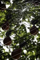 Toile 7mx7m et 100 araignées // Nylon, acier et plastique recyclé // coproduction 3CHA // crédit photo Apolline Poulain Installation // exposition au jardin de Brocéliande (35) // 2020 Toile 7mx7m et 100 araignées // Nylon, acier et plastique recyclé // coproduction 3CHA // crédit photo Apolline Poulain