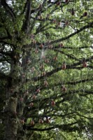 Toile 7mx7m et 100 araignées // Nylon, acier et plastique recyclé // coproduction 3CHA // crédit photo Apolline Poulain Installation // exposition au jardin de Brocéliande (35) // 2020 Toile 7mx7m et 100 araignées // Nylon, acier et plastique recyclé // coproduction 3CHA // crédit photo Apolline Poulain