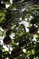 Toile 7mx7m et 100 araignées // Nylon, acier et plastique recyclé // coproduction 3CHA // crédit photo Apolline Poulain Toile 7mx7m et 100 araignées // Nylon, acier et plastique recyclé // coproduction 3CHA // crédit photo Apolline Poulain