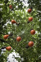 Toile 7mx7m et 100 araignées // Nylon, acier et plastique recyclé // coproduction 3CHA // crédit photo Apolline Poulain Toile 7mx7m et 100 araignées // Nylon, acier et plastique recyclé // coproduction 3CHA // crédit photo Apolline Poulain